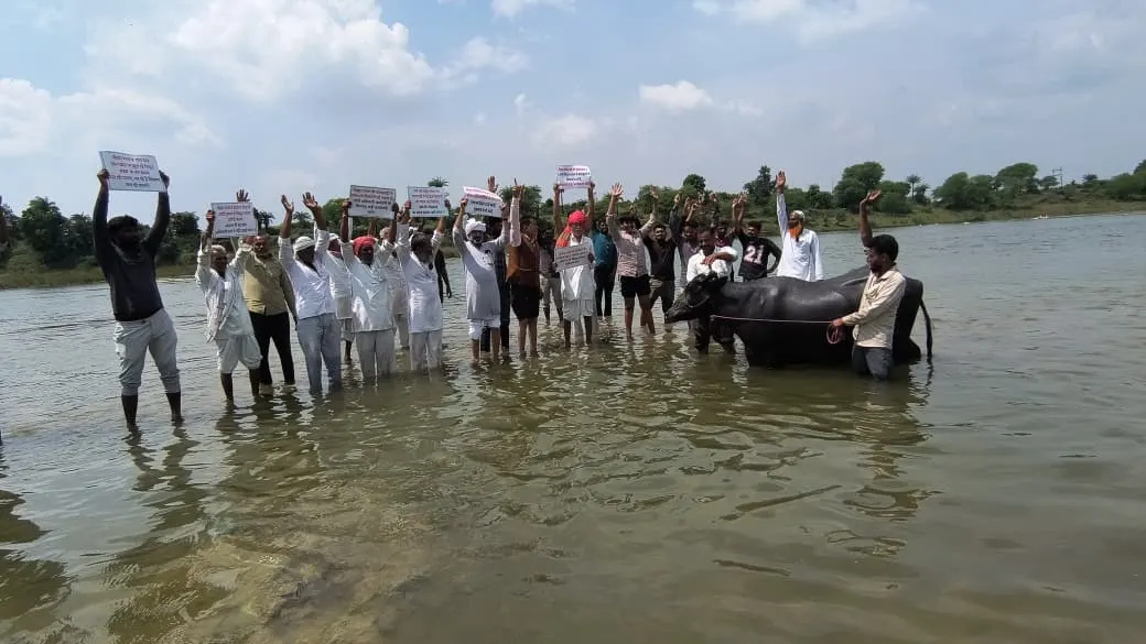 पार्वती नदी में जल सत्याग्रह के दौरान भैंस के साथ पानी में खड़े किसान, हाथों में तख्तियां लेकर जताया विरोध